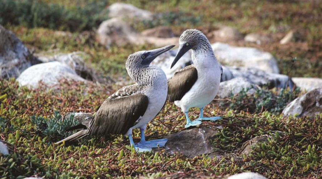 Cruise the Galapagos and Save